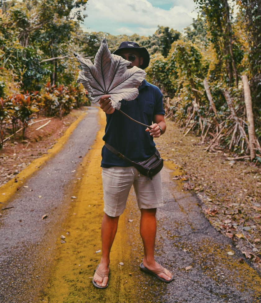 yagrumo tree large leaf from puerto rico el yunque national rain forest 